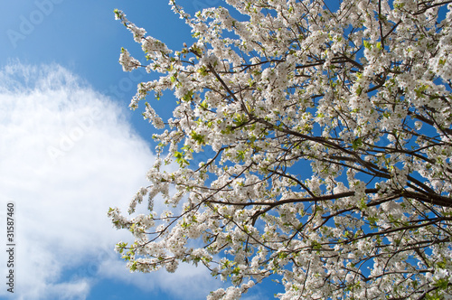 Blüte der Wildpflaume - Prunus cerasifera photo