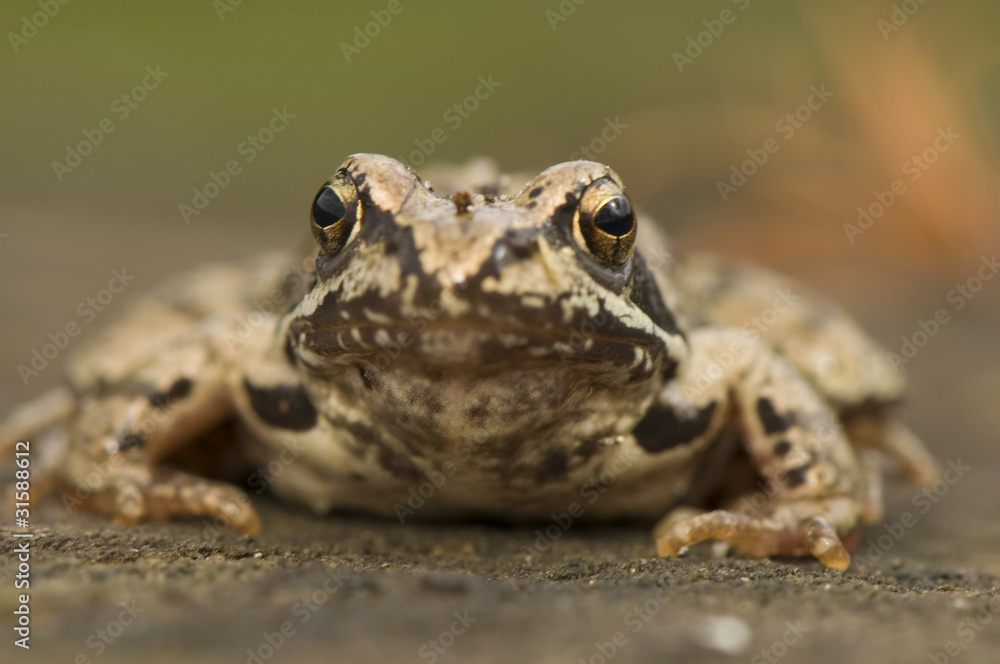 Rana temporaria