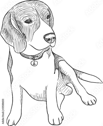BEAGLE SKETCH VECTOR FILE