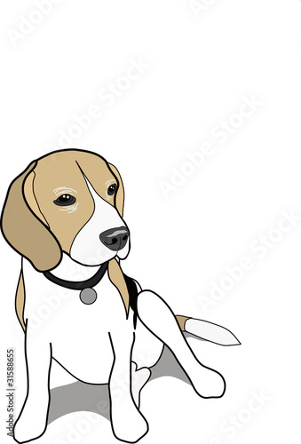 beagle dog