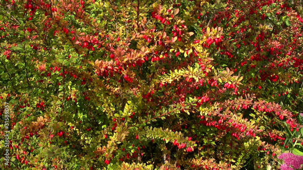 Garden shrub of ripe barberry in sunny autumn day Garden shrub of ripe barberry in sunny autumn day