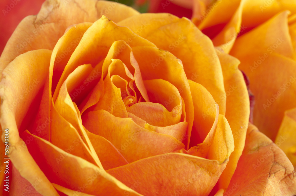 Tea Rose Tea Rose