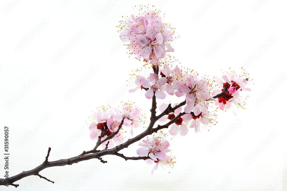 Flowers of a blossoming peach