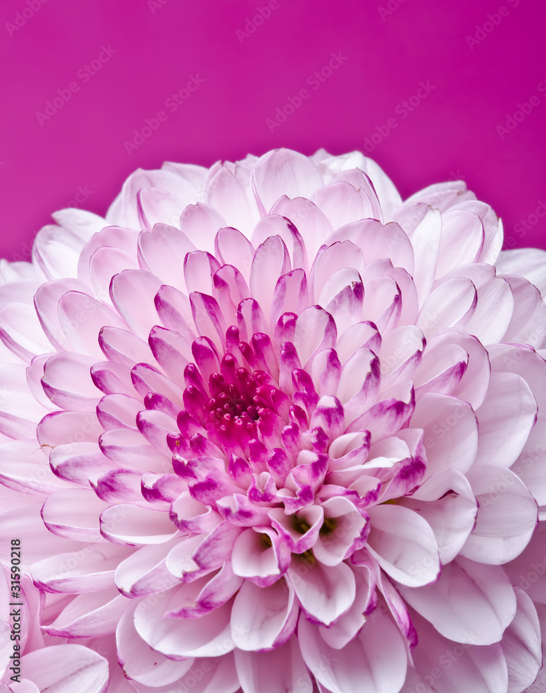 pink flower pink flower