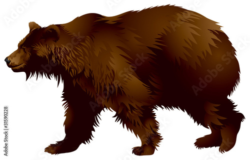 Brown bear in vector