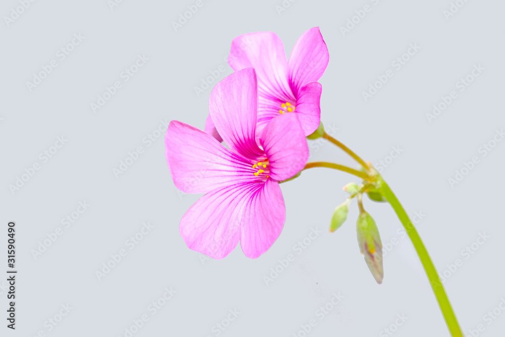 oxalis corniculata flowers oxalis corniculata flowers