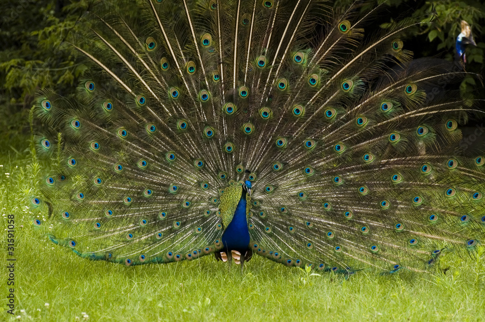 Obraz premium paw