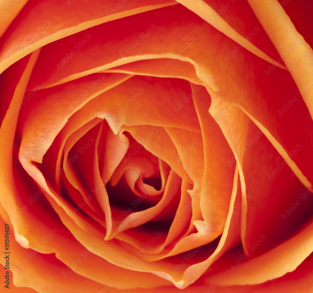 Tea Rose Tea Rose