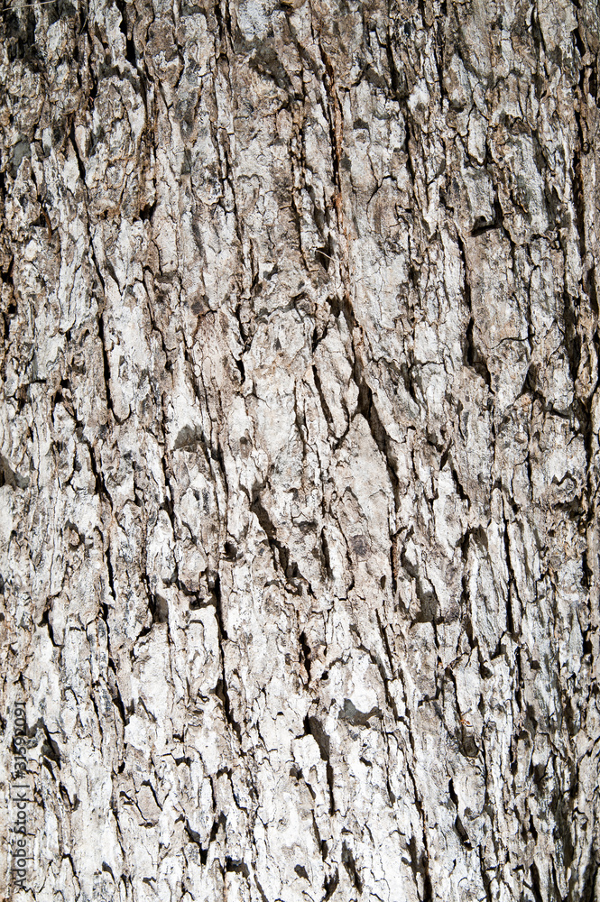 Obraz premium Old dry bark of tree