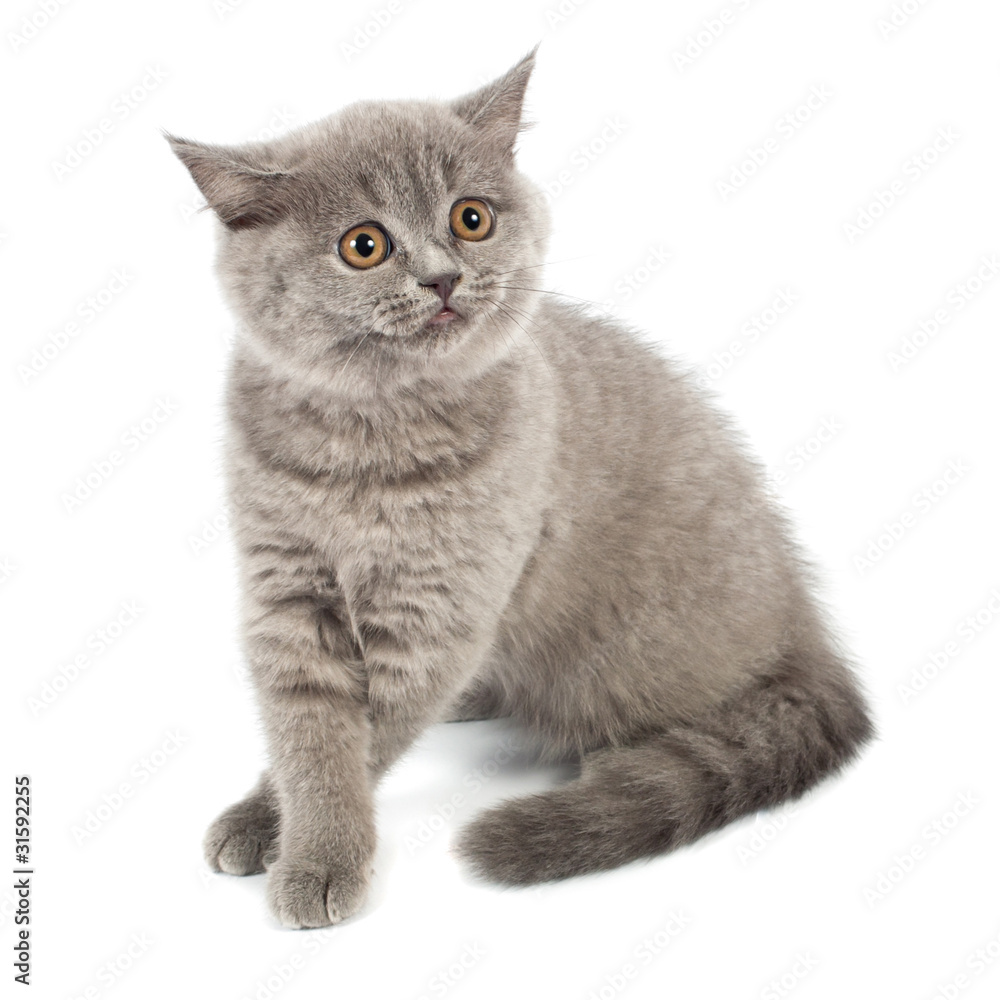 British kitten British kitten