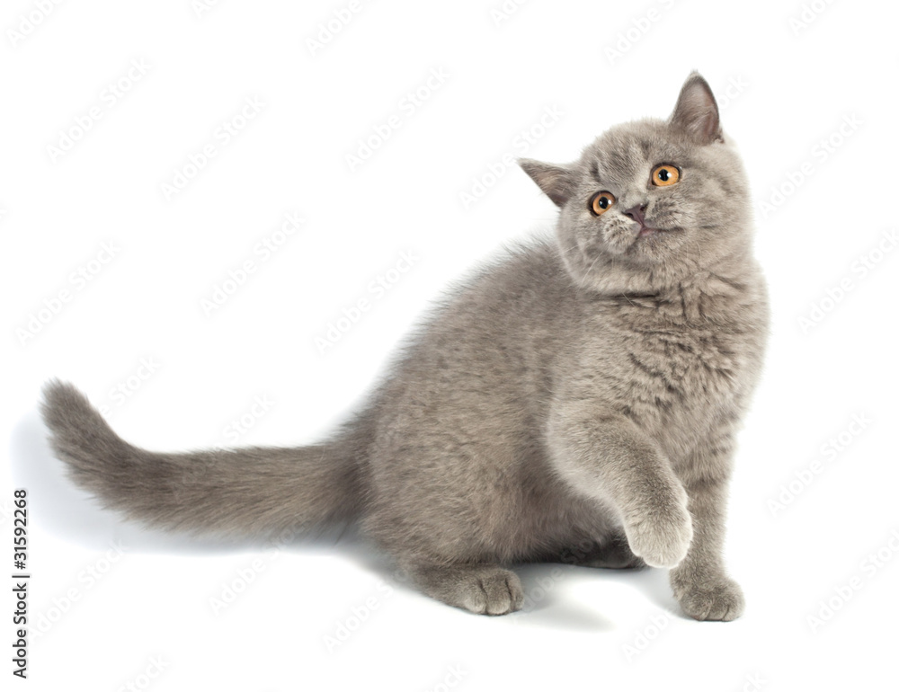 British kitten British kitten