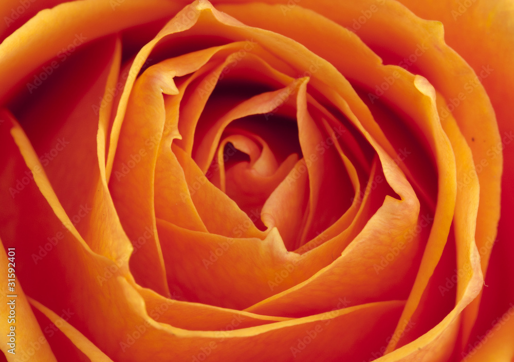 Tea rose