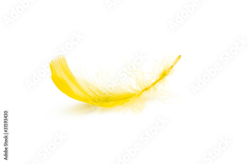 Obraz na płótnie Feather w salonie