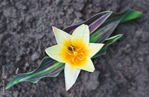 Fototapeta Naklejka Na Ścianę i Meble -  Early spring yellow tulip on flower bed