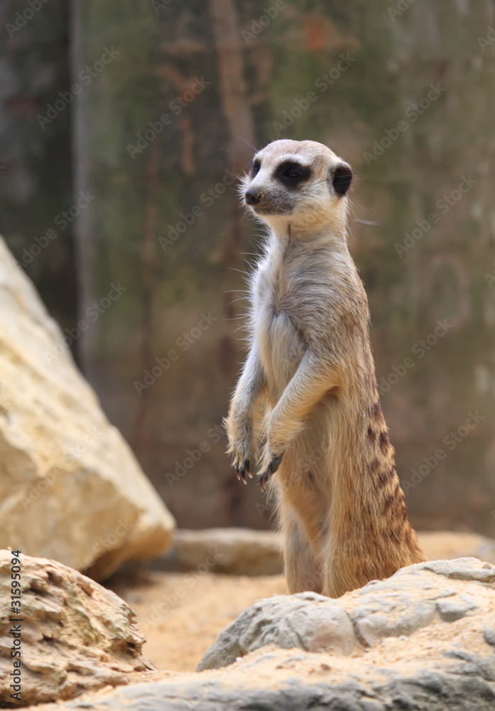 Mongoose Mongoose