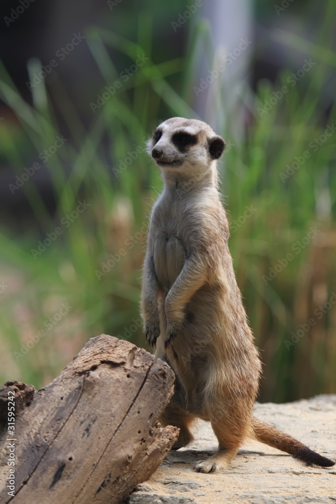Mongoose Mongoose