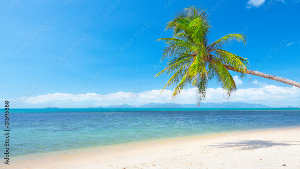 beach with coconut palm and sea. 16x9 wide-screen aspect ratio