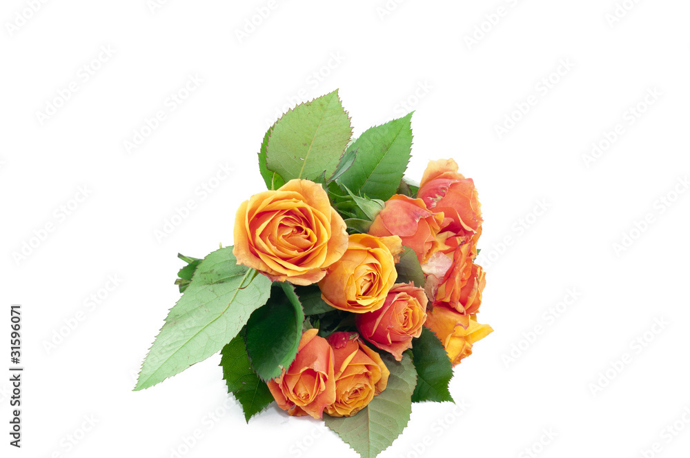 Tea Rose Tea Rose