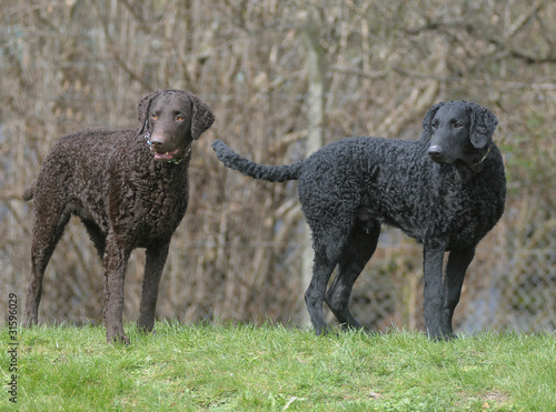 CURLY COATED RETRIEVER.