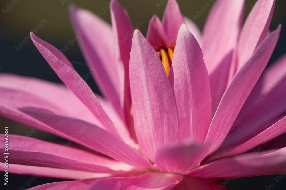 Pink water lily