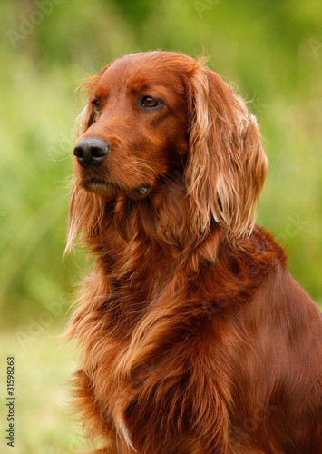 Naklejka setter portrait