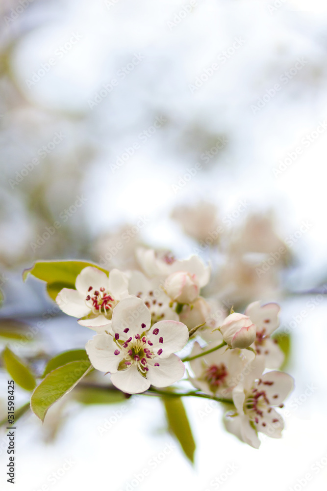 Blooming tree in spring with white flowers Blooming tree in spring with white flowers