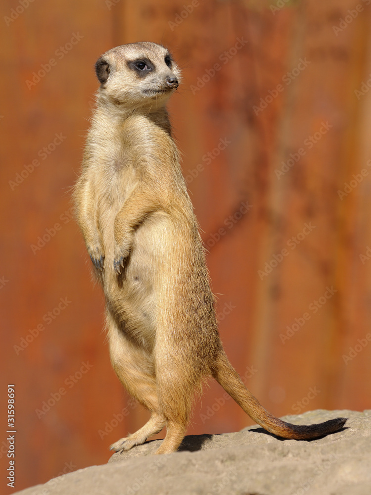 Fototapeta premium Erdmännchen