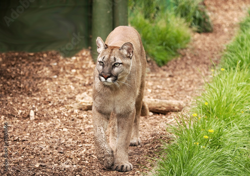 cougar or mountain lion pacing towards camera