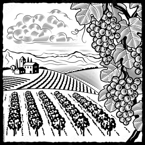 Vineyard landscape black and white