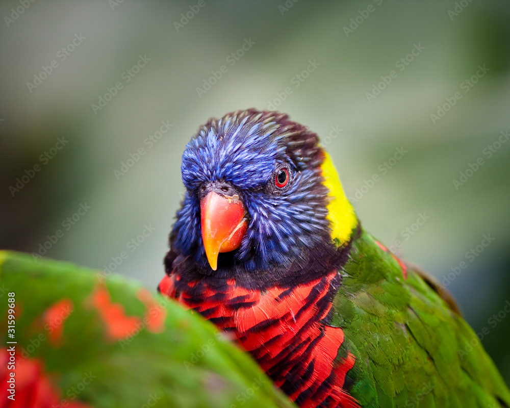 Naklejka premium Lorikeet