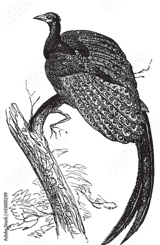 Argus giganteus or Great pheasant, common specie of pheasant old