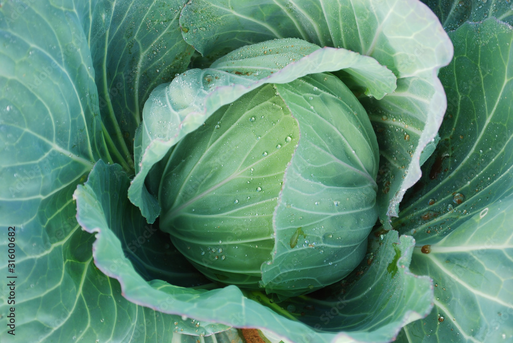 Cabbage Cabbage