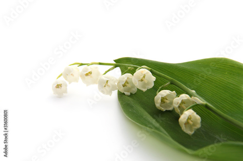 muguet photo