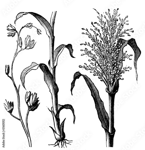 Andropogon virginicus or broomsedge bluestem old vintage engravi