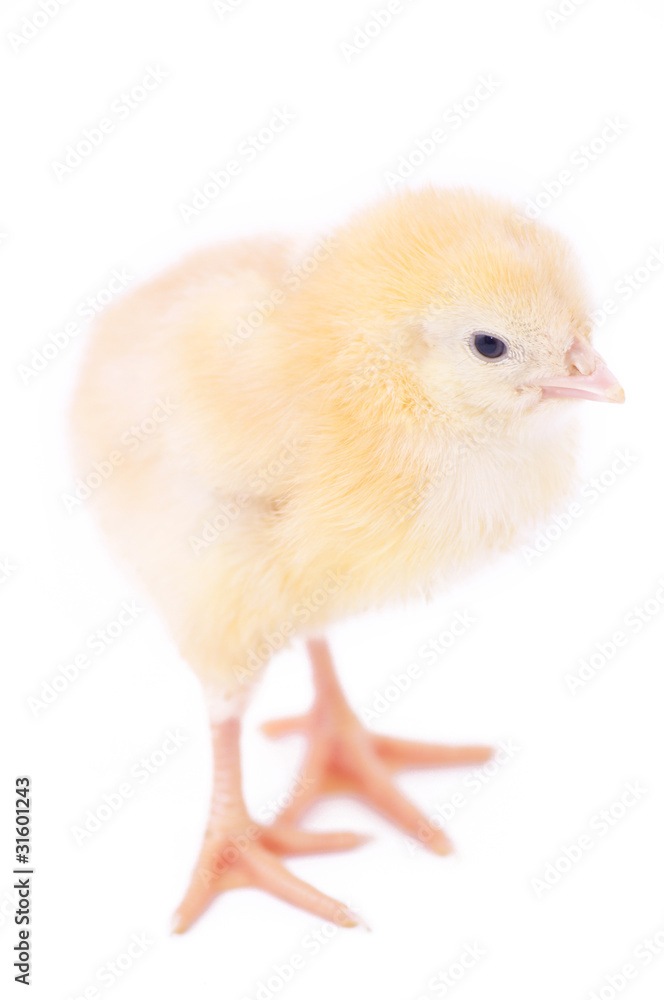 Obraz premium little fluffy chick