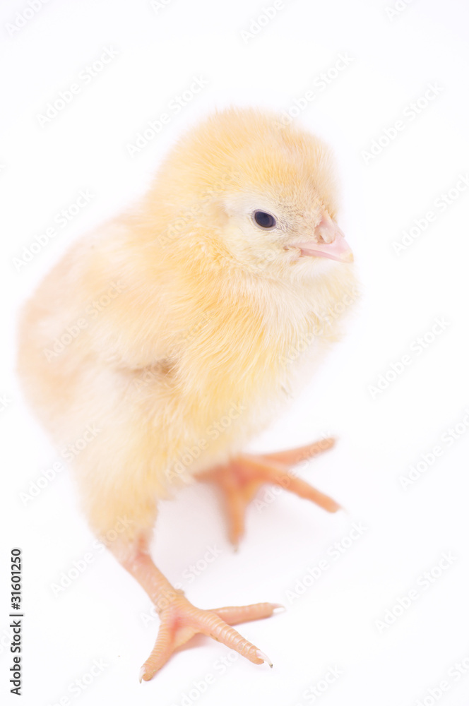Obraz premium little fluffy chick