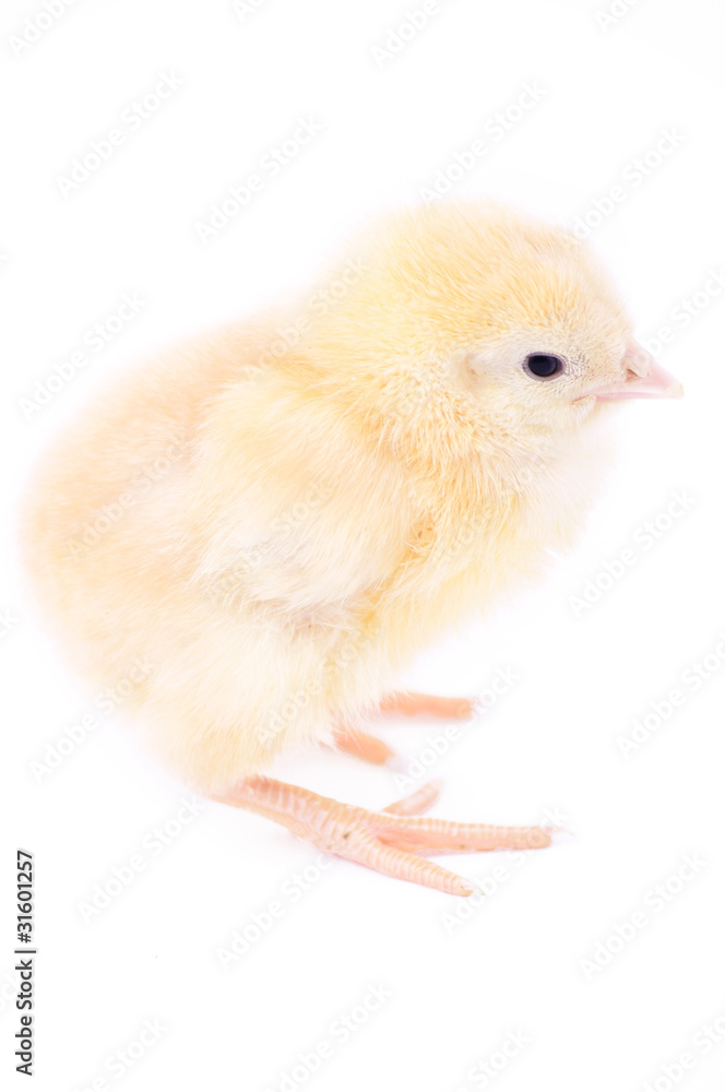 Obraz premium little fluffy chick