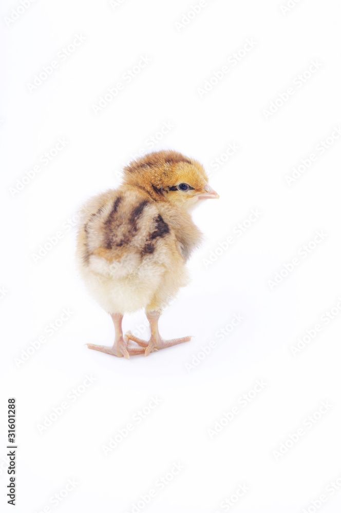 Fototapeta premium little fluffy chick