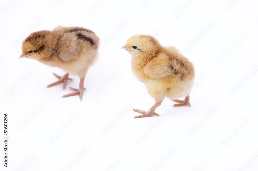 Fototapeta premium Two small chicken