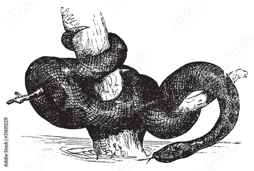 Green Anaconda or Eunectec murinus old vintage engraving.