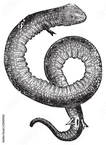 Canvas Print Amphiuma, conger eels or congo snake vintage engraving.
