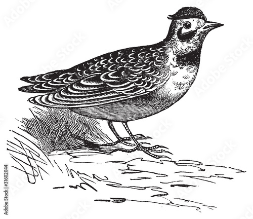 Horned lark or Eremophila alpcstris vintage engraving.