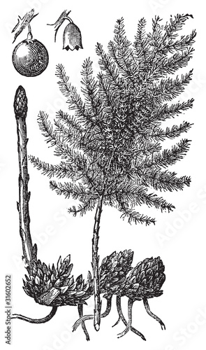 Asparagus or Asparagus officinalis old engraving.