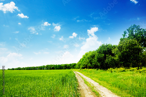 summer landscape green field and trees