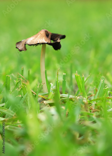 Mushroom