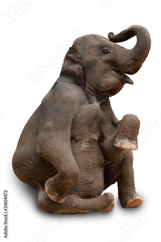 akrobatischer Elefant mit exaktem Beschneidungspfad