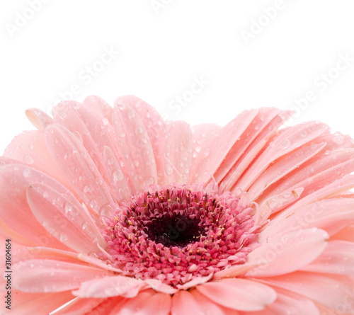 Pink gerbera