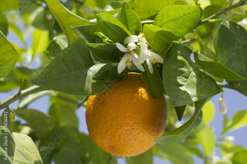 orange et fleurs photo