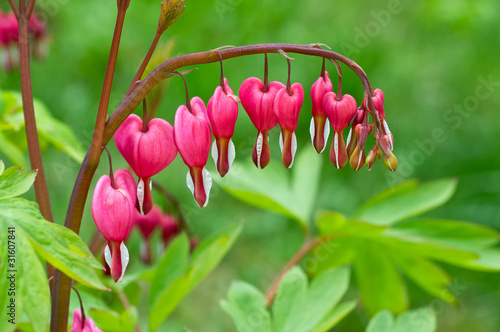 Bleeding Heart flower (Dicentra spectabilis)
