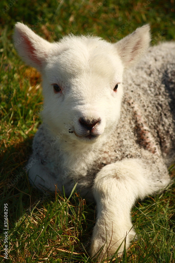 Obraz premium resting little lamb